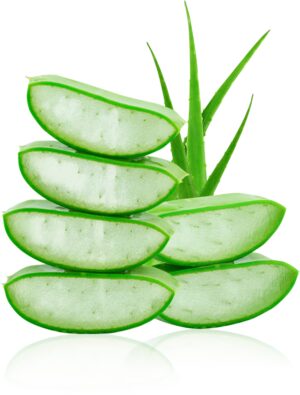 aloe vera babosa planta benefícios